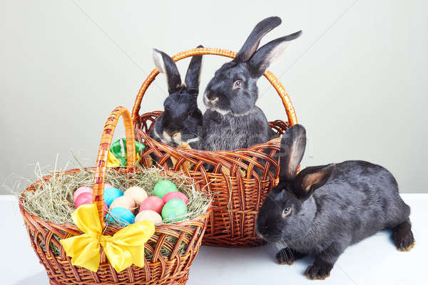 Három nyúl ül húsvét kosár tojások Stock fotó © Andreyfire