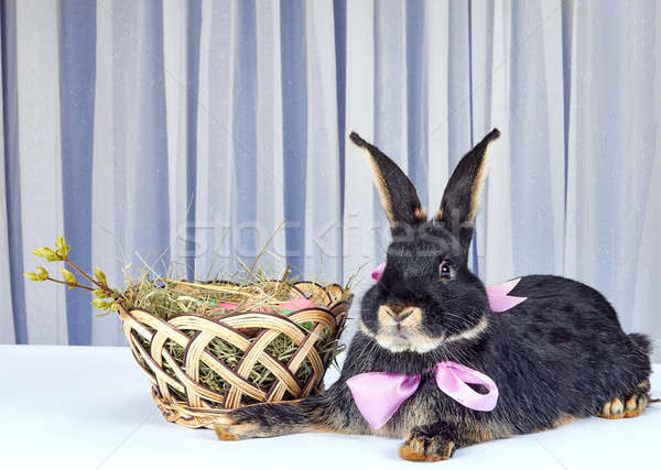 The rabbit with a bow at the neck is near a beautiful basket Stock photo © Andreyfire