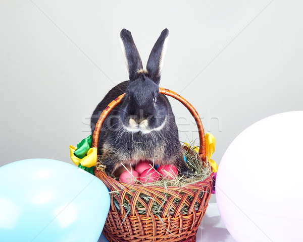 Królik posiedzenia koszyka Easter Eggs projektu zwierząt Zdjęcia stock © Andreyfire