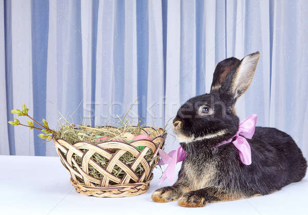 Near a beautiful basket with Easter eggs is a rabbit with a bow at the neck Stock photo © Andreyfire