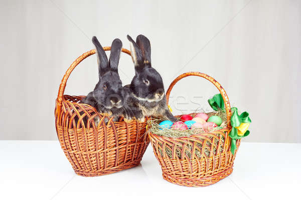 Koszyka króliki Wielkanoc biały projektu czarny Zdjęcia stock © Andreyfire