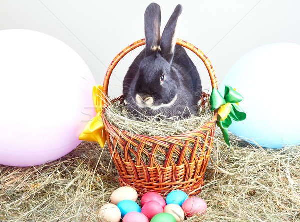 сено корзины пасхальных яиц кролик дизайна животного Сток-фото © Andreyfire