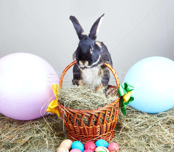 Nyúl húsvét kosár széna terv állat Stock fotó © Andreyfire