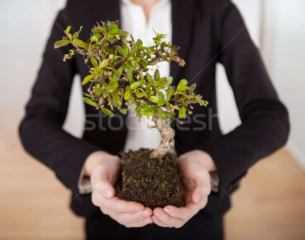 Businesswoman holding Bonsai tree Stock photo © AndreyPopov