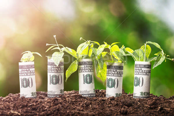 Saplings Covered With American Banknotes Stock photo © AndreyPopov