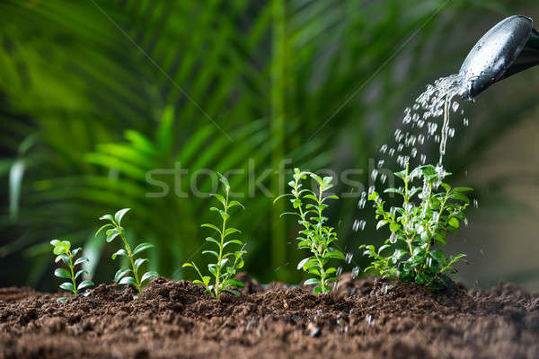 Water Being Poured On Plants From Watering Can Stock photo © AndreyPopov