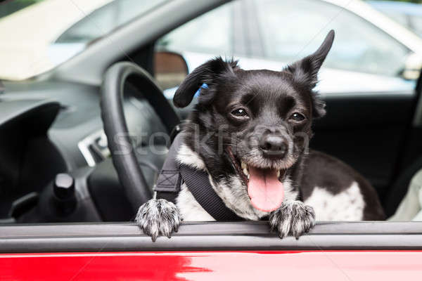 Dog Looking Through Open Car Window Stock photo © AndreyPopov