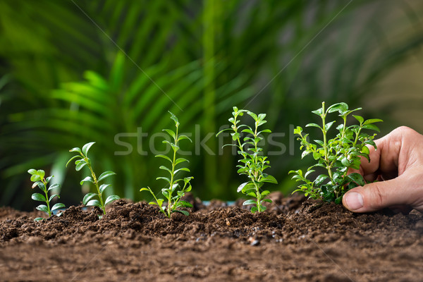 Hand Pflanzung Baum Boden Business Stock foto © AndreyPopov