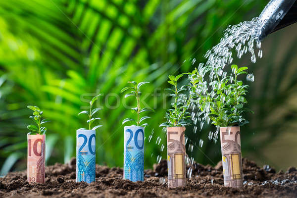 Water planten euro grond Stockfoto © AndreyPopov