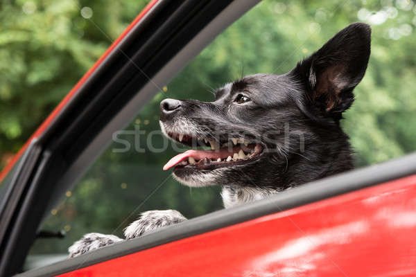 Dog Traveling By Car Stock photo © AndreyPopov