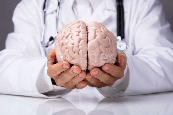 Médico cérebro humano modelo branco vestido Foto stock © AndreyPopov