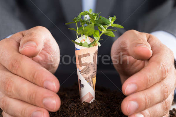 Empresario negocios crecimiento pequeño árbol joven creciente Foto stock © AndreyPopov