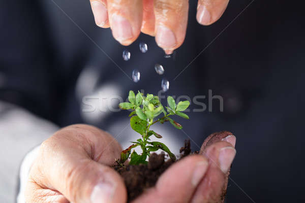 Person Watering To Sapling Stock photo © AndreyPopov