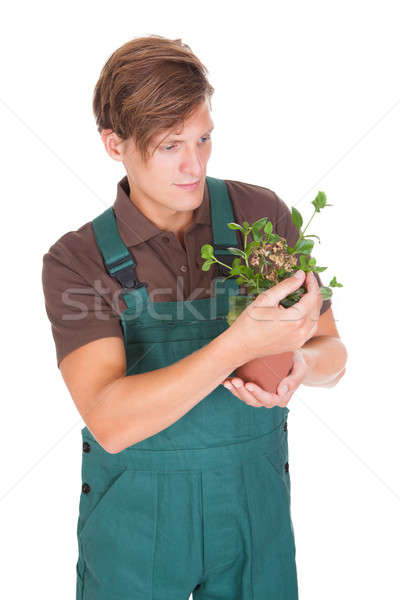 Male Gardener Holding Potted Plant Stock photo © AndreyPopov
