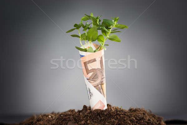 Nuevos negocios crecimiento árbol joven euros proyecto de ley Foto stock © AndreyPopov