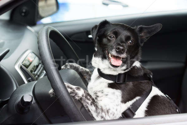 Stockfoto: Hond · vergadering · binnenkant · auto · veiligheid