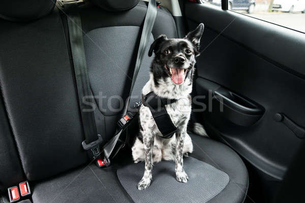 Dog Sitting In A Car Stock photo © AndreyPopov