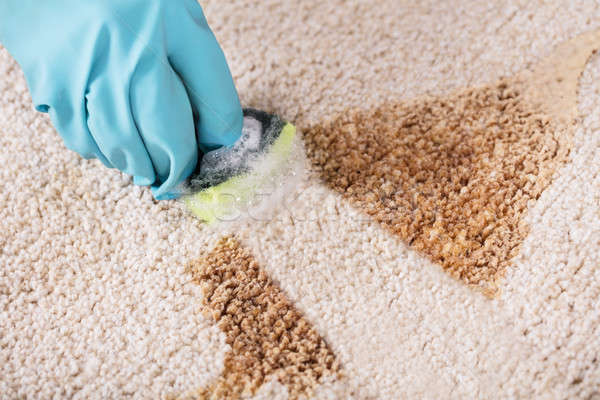 Person Wearing Gloves Cleaning Stain Of Carpet Stock photo © AndreyPopov