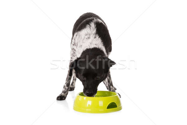 Foto stock: Cão · alimentação · comida · tigela · branco · fundo