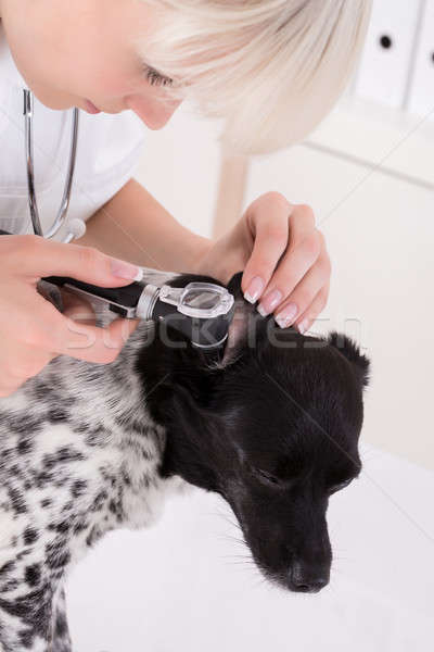 Stock fotó: állatorvos · megvizsgál · kutyák · fül · közelkép · klinika