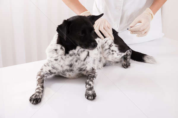Injecţie câine birou spital mână Imagine de stoc © AndreyPopov