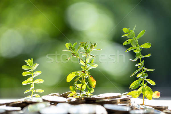 Plants Growing In Saving Coins Stock photo © AndreyPopov