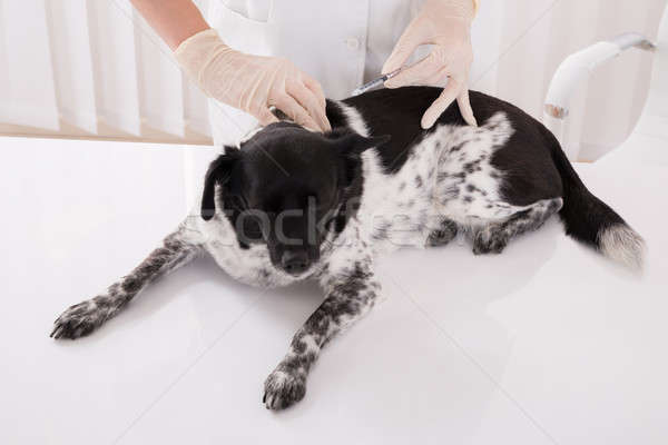 Vet Giving An Injection To Dog Stock photo © AndreyPopov