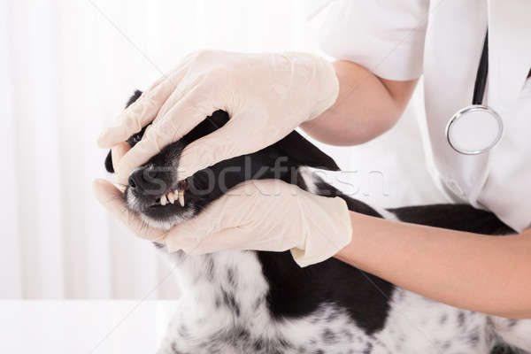 Vet Examining Dog's Teeth Stock photo © AndreyPopov