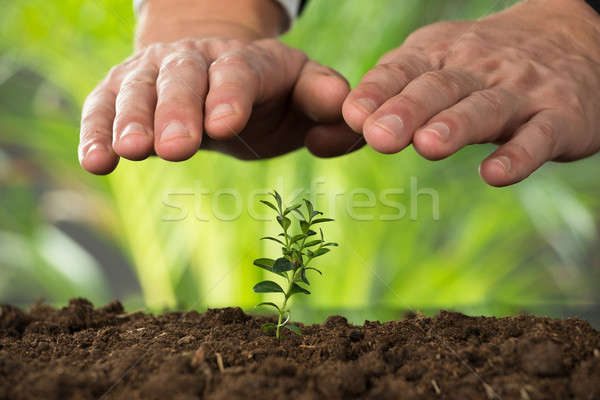 Person Hand Protecting Plant On Land Stock photo © AndreyPopov