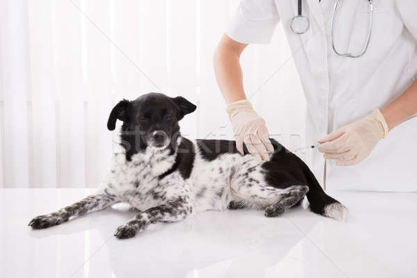 Vet Giving An Injection To Dog Stock photo © AndreyPopov