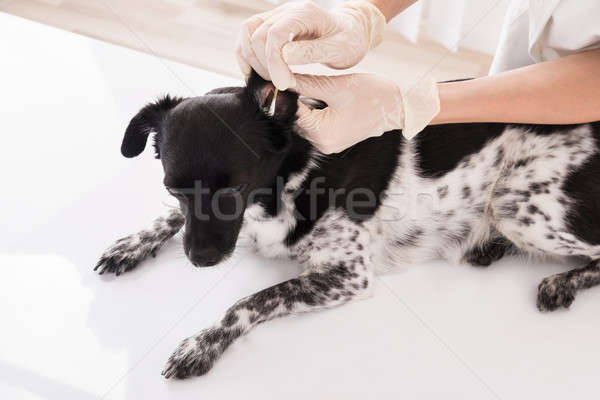 Foto stock: Veterinario · limpieza · perros · oído · primer · plano · algodón