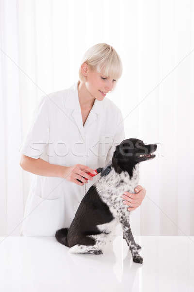Female Vet Grooming Dog's Hair Stock photo © AndreyPopov