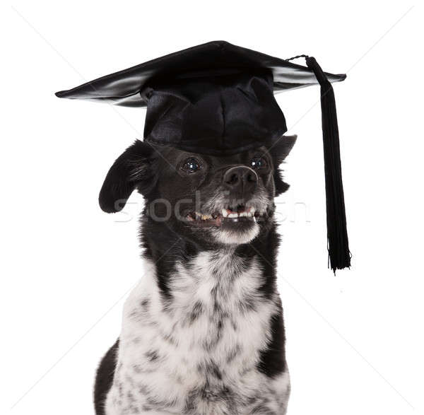 Graduated Dog Wearing Mortar Board Stock photo © AndreyPopov