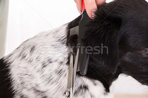 Close-up Of Woman Cutting Hair Of Her Dog Stock photo © AndreyPopov