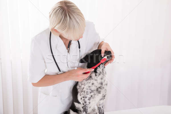 Kadın veteriner temizlik köpekler dişler diş fırçası Stok fotoğraf © AndreyPopov