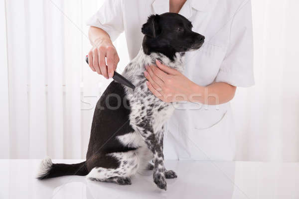 Stock fotó: állatorvos · kutyák · haj · közelkép · kutya · kórház