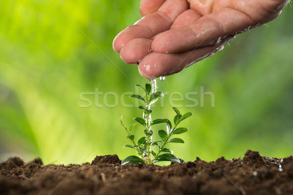 Person Hand Watering To Small Plant Stock photo © AndreyPopov