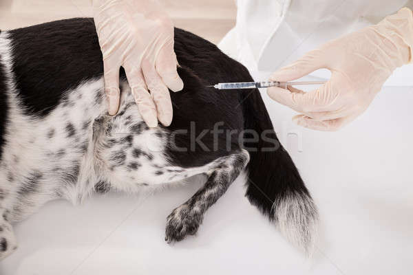 Injecţie câine birou spital mână Imagine de stoc © AndreyPopov