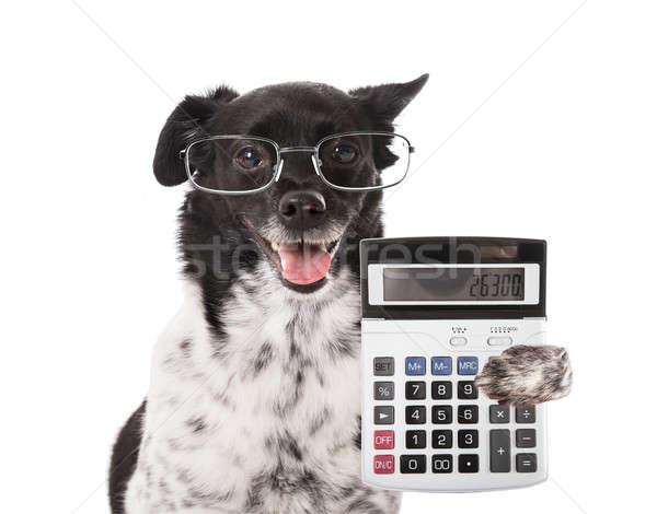 Stock foto: Buchhalter · Hund · Rechner · weiß · Spaß · Bildschirm