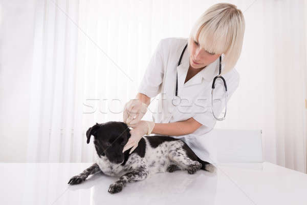 Stock photo: Female Vet Cleaning Dog's Ear