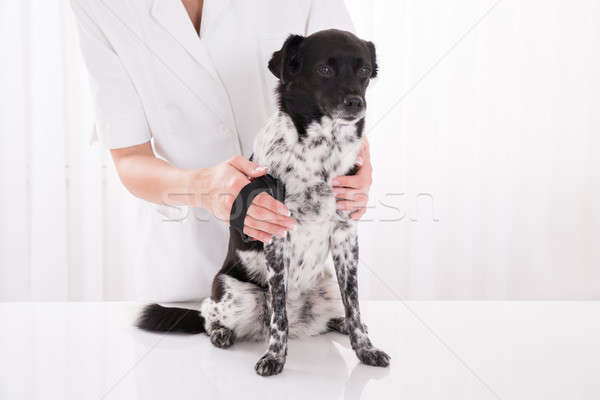 Vet Brushing Dog's Hair Stock photo © AndreyPopov