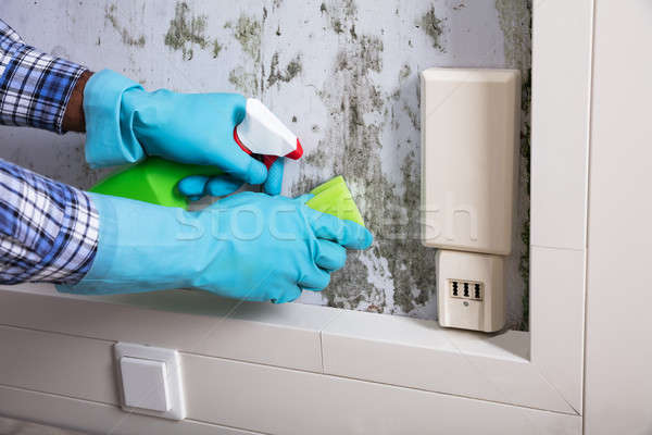 Hand With Glove Cleaning Mold From Wall Stock photo © AndreyPopov