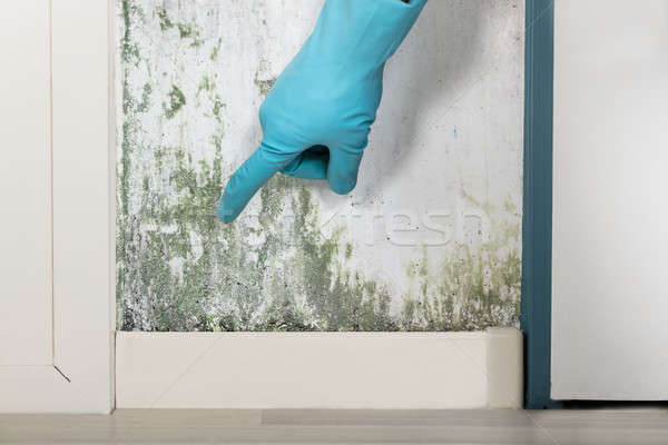 Person Showing The Wall Covered With Lichen Stock photo © AndreyPopov