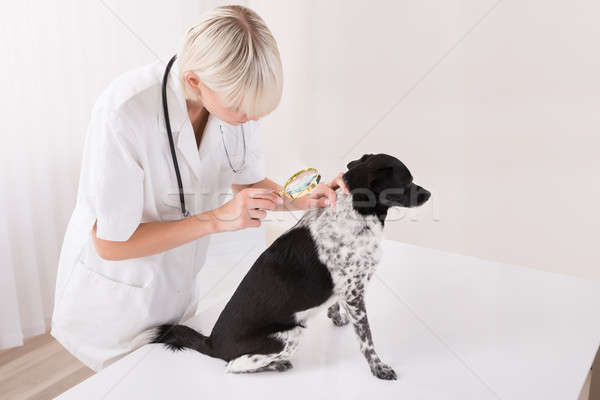 Stock photo: Vet Looking At Dog's Hair Through Magnifying Glass