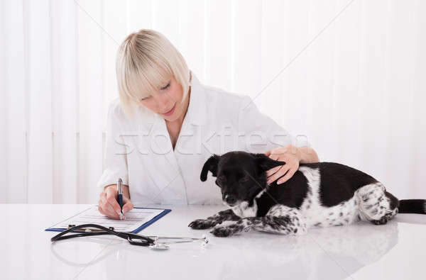 Homme vétérinaire écrit ordonnance chien médicaux Photo stock © AndreyPopov