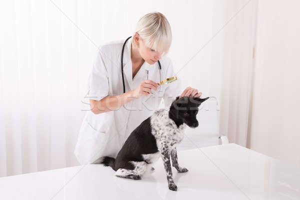 Stock photo: Vet Looking At Dog's Hair Through Magnifying Glass