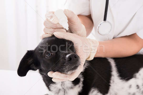 Vet Applying Eye Drop In Dog's Eye Stock photo © AndreyPopov