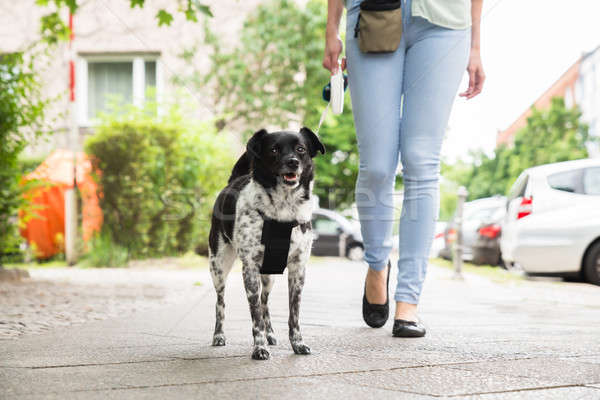 Woman Walking With Her Dog Stock photo © AndreyPopov