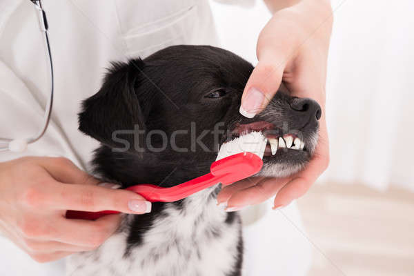 Vétérinaire nettoyage chiens dents brosse à dents Photo stock © AndreyPopov