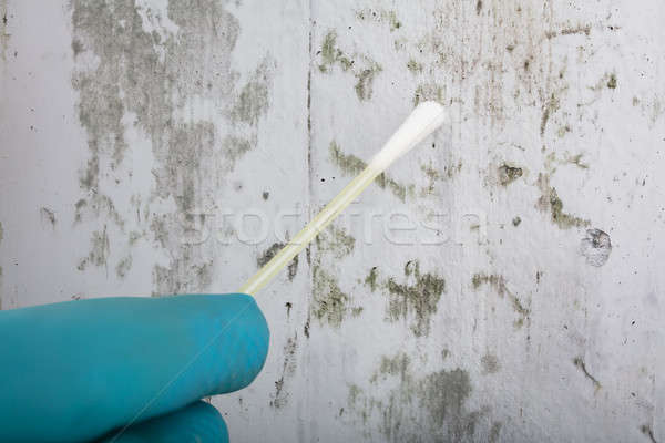 Person's Hand Holding Cotton Bud To Get Fungus Samples Stock photo © AndreyPopov
